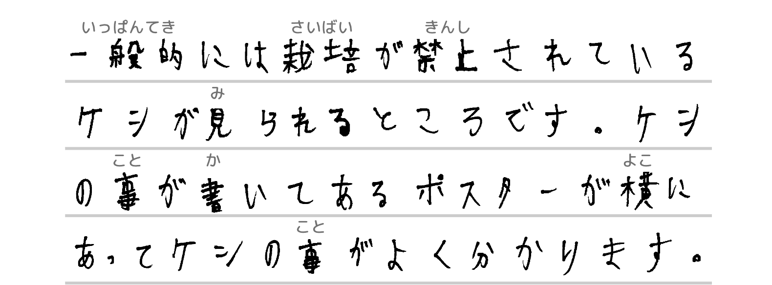 一般的には栽培が禁止されているケシが見られるところです。ケシの事が書いてあるポスターが横にあってケシの事がよく分かります。