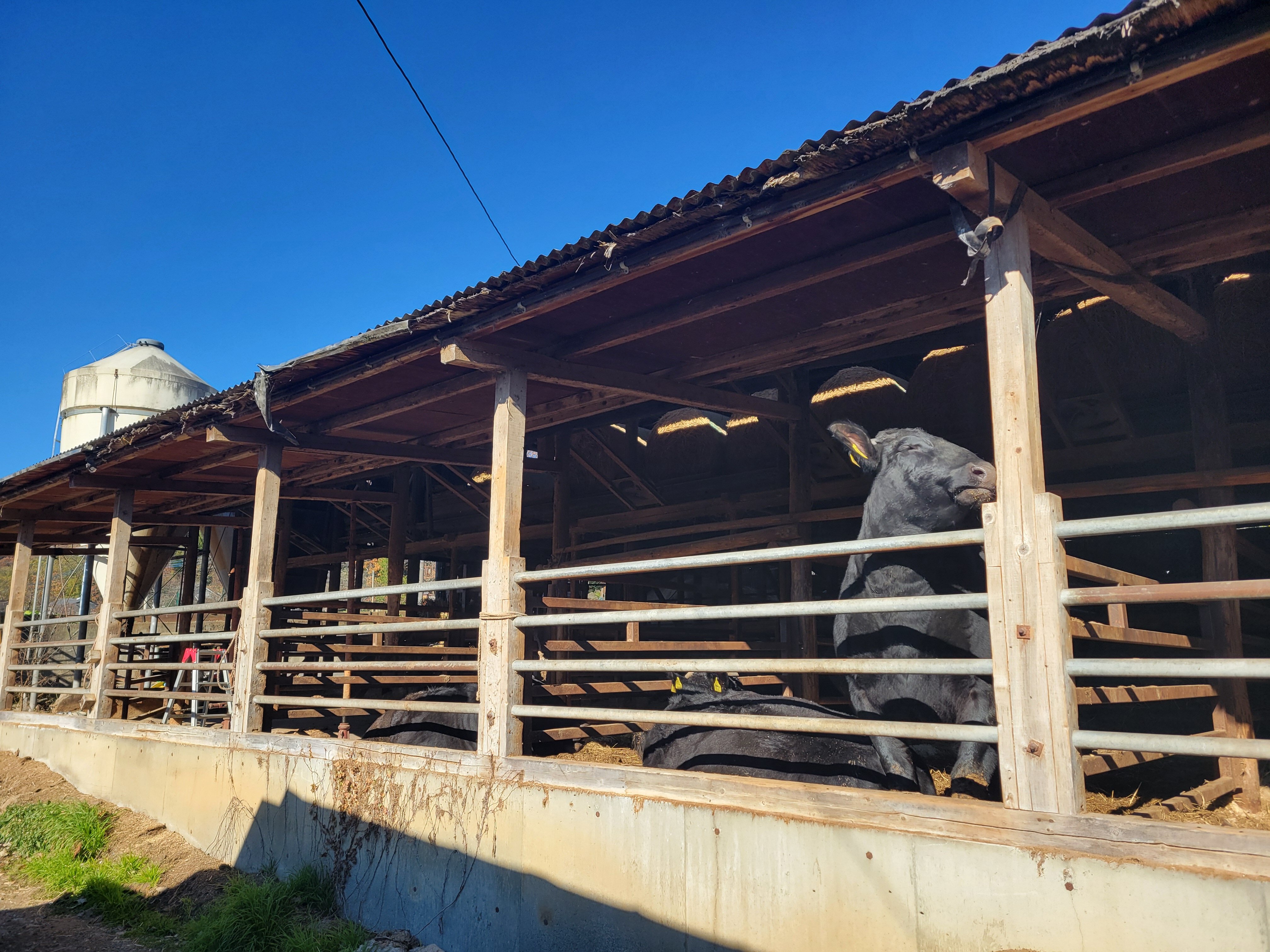 令和８年度 食肉市場 お肉の親子教室「産地見学会」のご案内